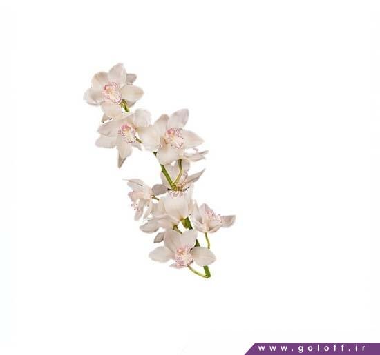 سفارش گل ارکیده سیمبیدیوم شوگرلی - Cymbidium Orchid | گل آف
